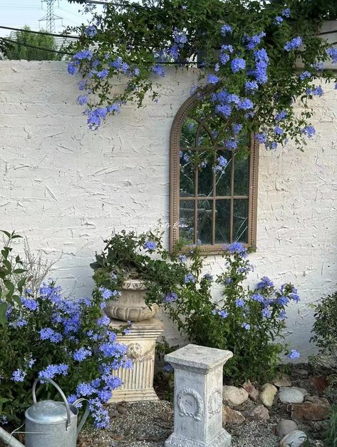 💙These beautiful plumbago auriculata are stealing hearts left and right!💙🌼 Plumbago Landscaping, Plumbago Auriculata, Mum Garden, Florida Garden, Garden Idea, Gorgeous Gardens, Lawn And Garden, Green Thumb, Backyard Garden