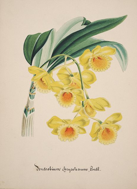 n61_w1150 | Flickr - Photo Sharing! Dancing Lady Orchid, Orchid Illustration, Botanical Printables, Yellow Orchid, Illustration Botanique, Antique Illustration, Mural Floral, Flower Clipart, Old Book