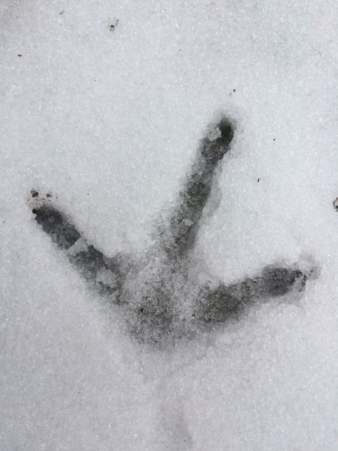 Chicken Footprint 1/25/16 Chicken Footprint, Ukrainian Mythology, Russian Mythology, Snow Pics, Slavic Mythology, Goddess Aesthetic, Baba Yaga, Security Breach, Gods And Goddesses