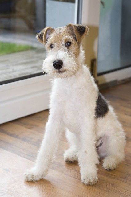 14 Cute Fox Terriers That Will Not Leave You Indifferent | PetPress Cartoon Pitbull, Fox Terrier Puppy, Wire Haired Terrier, Wirehaired Fox Terrier, Clothes Pajamas, Dogs Lover, Dog Cartoon, Fox Terriers, Wire Fox Terrier