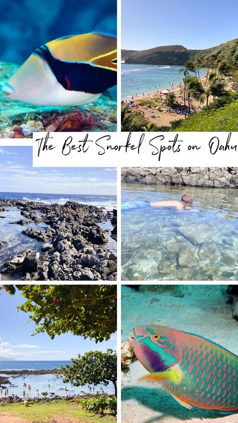 Best Snorkeling In Oahu, Thailand Activities, Koh Samui Beach, Waikiki Hotels, Hawaii Things To Do, Hanauma Bay, Under The Water, Best Snorkeling, Thailand Beaches