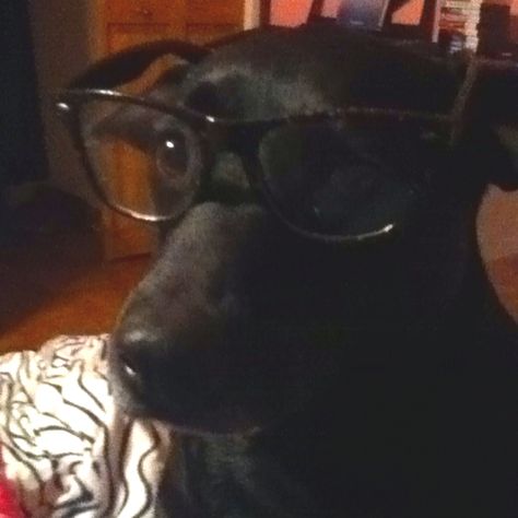 😊 Nerd Dog Dog With Glasses, Cute Animal Memes, Black Dog, Animal Memes, Cute Animals, Humor, Collage, Memes, Dogs