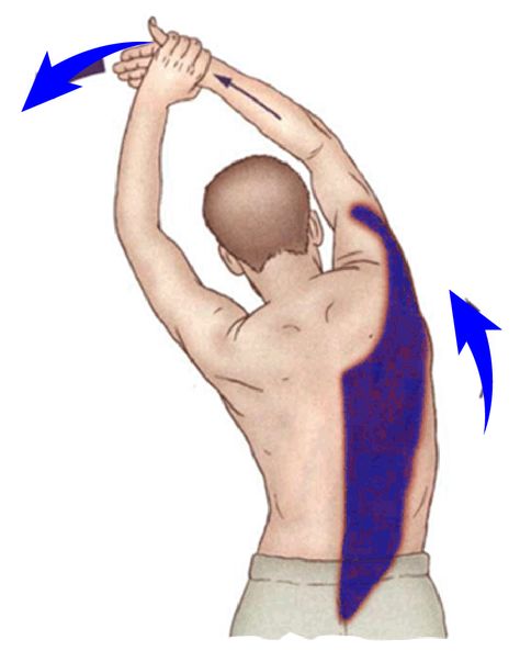 Lattisimus Dorsi Stretch The coloured part is being stretched. 2.Hip and spine in straight line.   3.Hold the right upper limb over head.   4.Pull towards left with left hand as shown Neck Stretching, Erector Spinae, Vertebral Column, Latissimus Dorsi, Muscle Pain Relief, Myofascial Release, The Trunk, Trigger Points, Neck Stretches