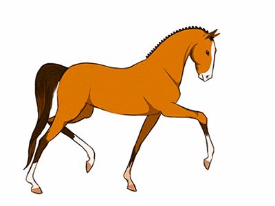 Beautiful Animated Horse Gifs at Best Animations Sketching Horses, Trotting Horse, Horse Animation, Animated Clipart, Horse Cartoon, Animation Sketches, Horse Silhouette, Animated Animals, Celebrity Drawings