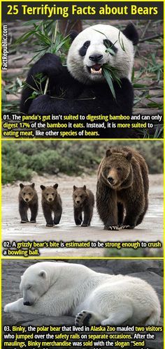 Facts About Bears, Terrifying Facts, Weird Animal Facts, Random Trivia, Bamboo Food, English Project, Fact Republic, Unusual Facts, Crazy Facts