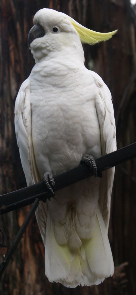 Cockatoo White Cockatoo, Australian Parrots, Australia Animals, Funny Parrots, Australian Wildlife, Parakeets, Bird Watcher, Australian Birds, Australian Animals