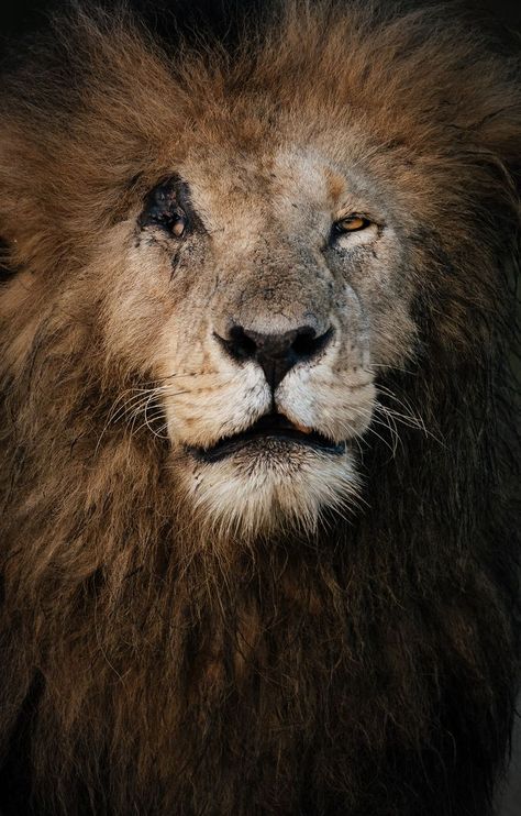 Picture Of Lion, Image Of Lion, Scary Lion, Scar Lion King, Old Warrior, Lions Photos, Facebook Website, Lion And Lioness, Lion Wallpaper