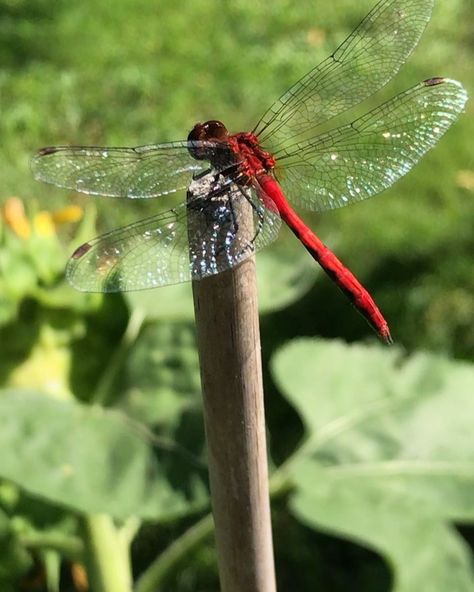 Dragonfly Reference, Damselfly Tattoo, Red Dragonfly Tattoo, Botanical Tattoos, Colorful Scenery, Red Dragonfly, Thigh Tat, Tiny Creatures, Dragonfly Wings