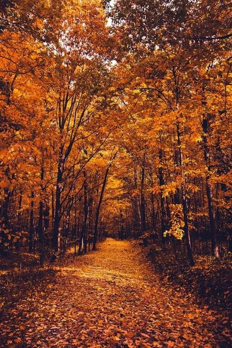 Letchworth State Park 🍁🍂😍 Credit: Keith Walters Photography Otoño Aesthetic, Fall Szn, Frühling Wallpaper, Bonnie Bennet, Desenho Tom E Jerry, Cute Fall Wallpaper, Fall Background, Autumn Scenes, Autumn Scenery