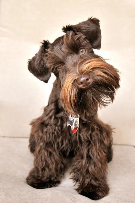 If you’re looking for the best name for a Schnauzer dog, you’ve come to the right place! Brown Schnauzer Puppy, Mini Snauzers Brown, Schnauzer Brown, Brown Schnauzer, Schnauzer Grooming, Best Dog Names, Schnauzer Art, Mini Schnauzer Puppies, Schnauzer Puppies