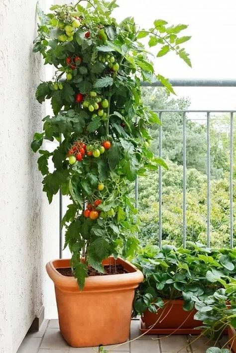 13 Most Productive Vegetables for a Balcony and Patio Garden Tanaman Tomat, Tanaman Pot, Growing Tomatoes In Containers, Container Garden Design, نباتات منزلية, Tomato Garden, Have Inspiration, Container Gardening Vegetables, Growing Tomatoes