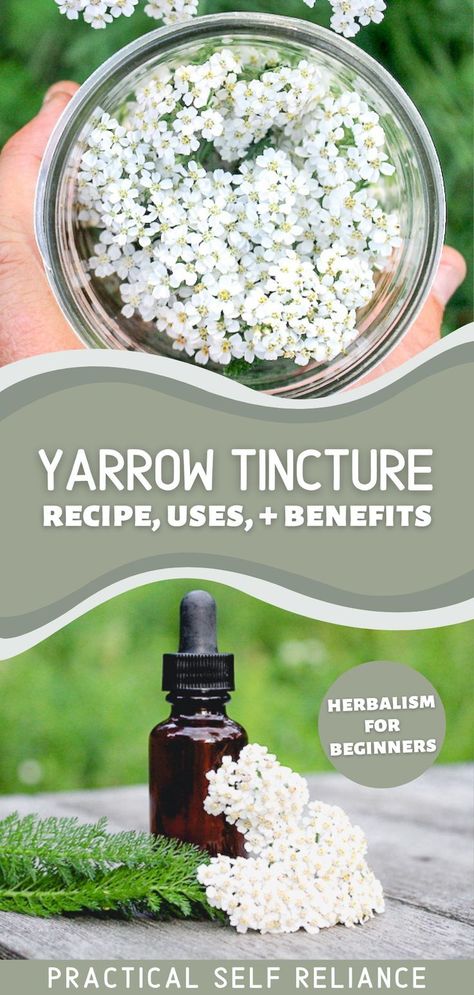 Yarrow Tincture, Herb Tinctures, Tinctures Recipes, Herbal Medicine Recipes, Herbal Remedies Recipes, Salve Recipes, Medicinal Herbs Garden, Losing 40 Pounds, Cold Sores Remedies