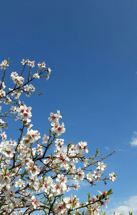 Spring Trees Aesthetic, Spring Flowers Background, Nature Photography Flowers, Space Phone Wallpaper, Iphone Wallpaper Landscape, Sky Wallpaper, Sky Pictures, Cute Flower Wallpapers, Cute Simple Wallpapers