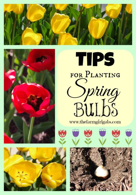 Tips for Planting Spring Bulbs- www.thefarmgirlgabs.com Bulbs To Plant In Fall, Planting Spring Bulbs, Planting Bulbs In Spring, Garden Therapy, Spring Gardening, Backyard Garden Layout, Fall Bulbs, Spring Flowering Bulbs, Garden Bulbs