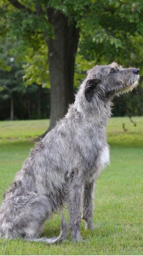 Irish Wolfhound Puppies, Irish Wolfhound Dogs, Wolfhound Dog, Scottish Deerhound, Largest Dog, Big Dog Breeds, Whippet Dog, Giant Dogs, Very Cute Dogs