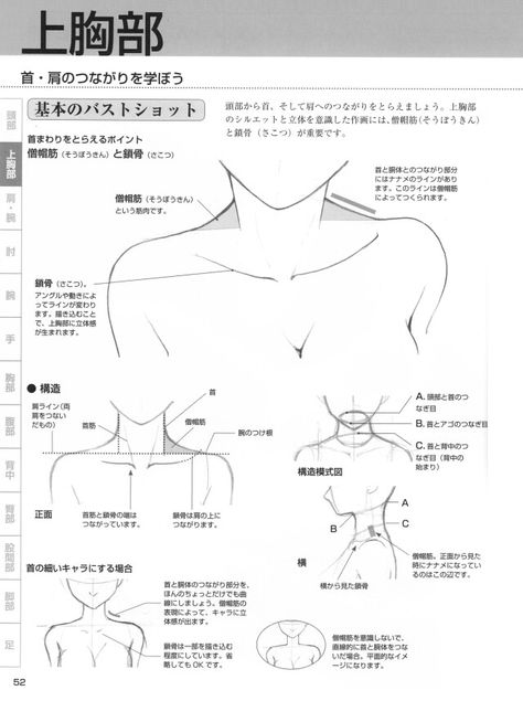 How to draw shoulders, collarbone, and neck. -- Drawing tools, inspiration, creativity, tutorial, reference sheet, guide Anime Neck Reference, Anime Shoulder Reference, How To Draw Anime Shoulders, Neck Anime Drawing, Draw Neck And Shoulders, Collarbone Reference, Collarbone Sketch, How To Draw Neck, Drawing Shoulders