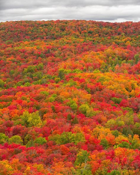 Lutsen Mountain over Lake Superior in Minnesota today 😱😱 Minnesota Nice, Minnesota Home, Fall Pictures, Lake Superior, Fall Photos, Magical Places, Fall Foliage, Places Around The World, United States Of America