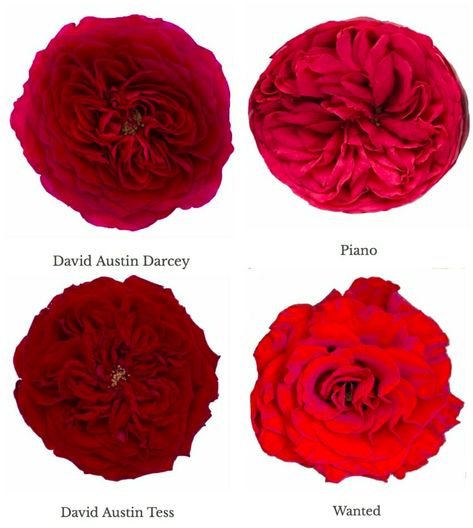 Varieties of Red Garden Roses - Garden Roses Direct Red Rose Centerpiece Wedding, Floral Design Arrangements, Red Roses Centerpieces, Rose Centerpieces Wedding, Floral Designs Arrangements, Red Garden, Rose Varieties, Rose Centerpieces, Dark Magenta