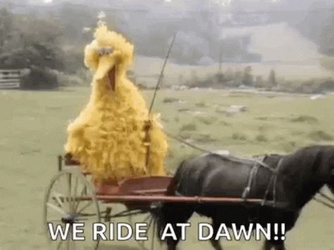 Buggy Horse And Buggy GIF - Buggy Horse And Buggy Big Bird - Discover & Share GIFs We Ride Till Dawn Funny, At Dawn We Ride, Big Bird Meme, We Ride At Dawn, Paw Patrol Coloring Pages, Youtube Banner Template, Funny Reaction, Horse And Buggy, Bird Gif