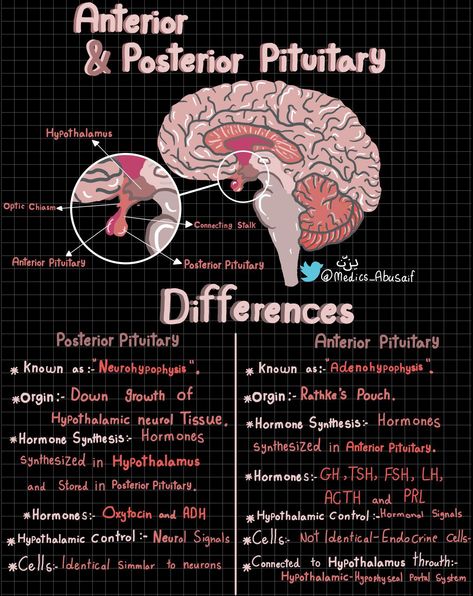 X Physiology Notes, Med Notes, Learn Biology, Psychology Notes, Study Biology, Medical School Life, Medicine Notes, Basic Anatomy And Physiology, Nurse Study Notes