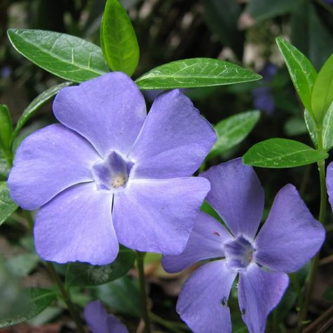 Common periwinkle (Vinca minor) - PictureThis Common Periwinkle, Creeping Myrtle, Periwinkle Plant, Periwinkle Flower, Evergreen Ferns, Vinca Minor, Periwinkle Flowers, Brain Booster, Ear Health