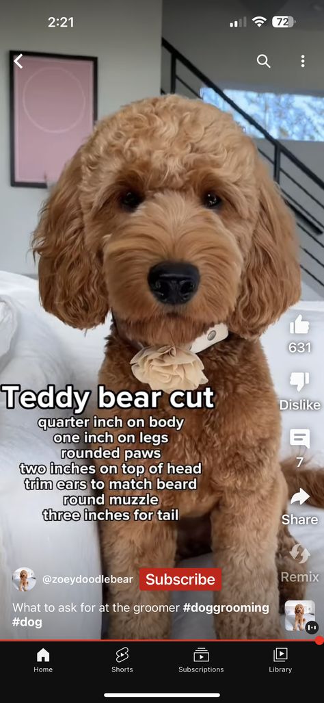 Labradoodle Puppy Haircut Style, Miniature Golden Doodle Haircut, Goldendoodle Short Haircut, Golden Doodle Teddy Bear Cut, Golden Doodle Summer Haircut, Labradoodle Grooming Haircuts, Goldendoodle Summer Haircut, Teddy Bear Doodle, Labradoodle Haircut