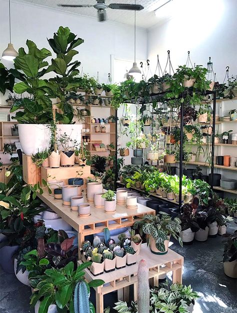 Plant Shops, Kaktus Dan Sukulen, Garden Center Displays, Flower Shop Interiors, Flower Shop Decor, Flower Shop Design, Australian Plants, Flower Store, Growing Plants Indoors