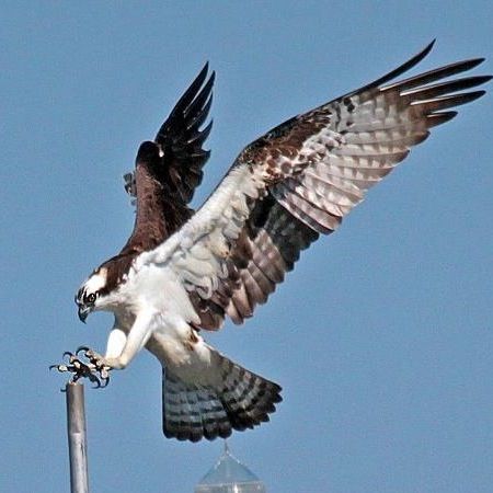 Osprey Tattoo, Raptor Bird, Osprey Bird, Funny Animal Art, Bird Hunting, Bird Wings, Animals Funny, About Animals, Art Funny