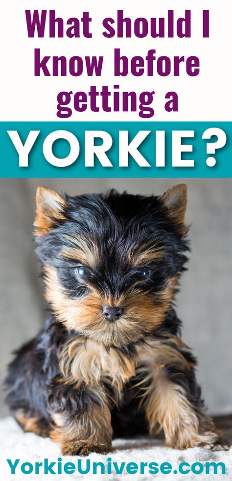 Explore crucial advice on owning a Yorkie. Learn about their temperament, health, grooming needs and more before getting a Yorkshire Terrier. Yorkie Care Tips, Yorkie Terrier Aesthetic, How To Groom A Yorkie At Home, Yorkie Aesthetic, Yorkie Puppy Haircuts, Grooming Yorkies, Yorkshire Terrier Grooming, Toy Yorkie, Tiny Dog Breeds