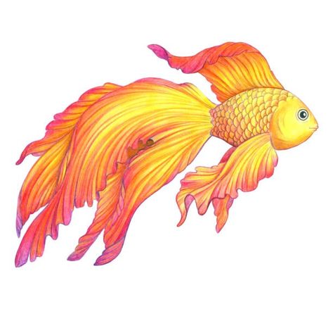 109,016 Betta Fish Drawings Illustrations & Clip Art - iStock Cute Betta Fish Drawing, Cute Betta Fish, Betta Fish Drawing, Fish Clip Art, Family Stock Photo, Watercolor Fish, Fish Drawings, Video Artist, Science Photos