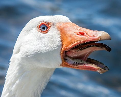 A goose's mouth is the stuff of nightmares. - 9GAG Silly Goose Aesthetic, Goose Monster, Goose Photography, Goose Reference Photo, Images Terrifiantes, Ducking Meme, Rooster Funny Meme, Creepy Images, Arte Peculiar