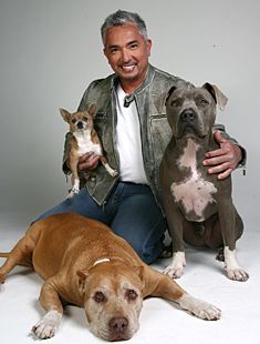 cesar's dog daddy | ... Daddy was so wonderful to watch when Cesar would work with other dogs Celebrity Dogs, Cesar Millan, Dog Whisperer, Pit Bull Love, Dogs Of The World, Rottweiler, Bull Terrier, Pitbull, Dog Life