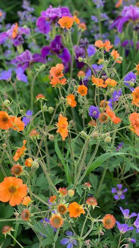 close up of small orange flowers with purple flowers behind Orange Perinneals, Purple And Orange Flowers Garden, Purple Orange Garden, Zone 6 Gardening, Orange Flowers Garden, Red Perennials, Farmhouse Yard, Geranium Rozanne, Island Garden