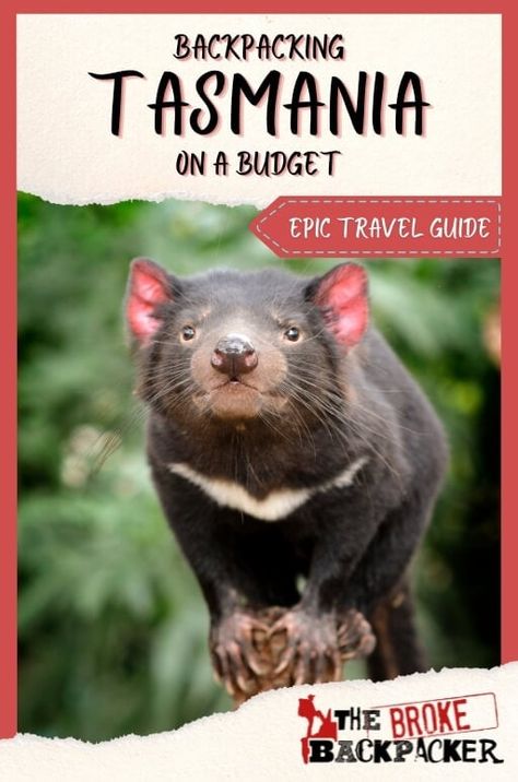 Backpacking Tasmania Travel Guide (BUDGET TIPS • 2024) Tasmania Packing List, Tasmania Travel, Budget Tips, Tasmania, Packing List, Backpacking, On A Budget, Travel Guide, Places To Go