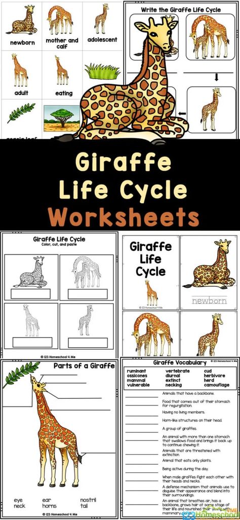 Giraffe Lesson Plan Activities, Fun Facts About Giraffes, Fish Life Cycle, Plant Life Cycle Worksheet, Giraffe Facts, Insect Life Cycle, Cycle For Kids, Bee Life Cycle, Apple Life Cycle