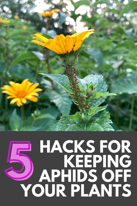 How To Get Rid Of Afids In The Garden, Aphids How To Get Rid Of, How To Get Rid Of Aphids On Plants, Aphids How To Get Rid Of Naturally, Aphid Spray Homemade, Getting Rid Of Nats, Aphids On Plants, Aphid Spray, Get Rid Of Aphids