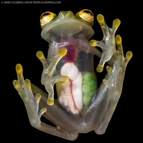 Frans de Waal - Public Page GLASS FROG Jaime Culebras offers a spectacular photograph of a gravid female Reticulated Glass Frog. The belly is completely transparent, so all the internal organs are visible. The liver, heart and digestive organs are covered by a white lining. www.thenighttour.com/alien1/hyalinobatrachium_valerioi.htm Glass Frog, A Frog, Glass, Green, Black