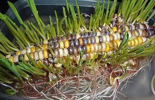 Indian corn- put in water and roots and shoots grow out of it. Corn Growing, Grow Corn, Project Science, Fun Experiments, Growing Corn, Plants Unit, Farm Unit, Dried Corn, Indian Corn