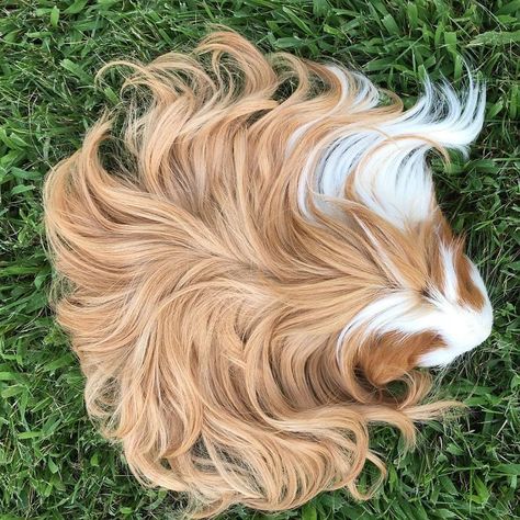 Long Hair Guinea Pigs, Abyssinian Guinea Pigs, Long Haired Guinea Pigs, Guinea Pig Costumes, Majestic Hair, Guinea Pig Breeding, Guinea Pigs Funny, Baby Guinea Pigs, Guinea Pig Bedding