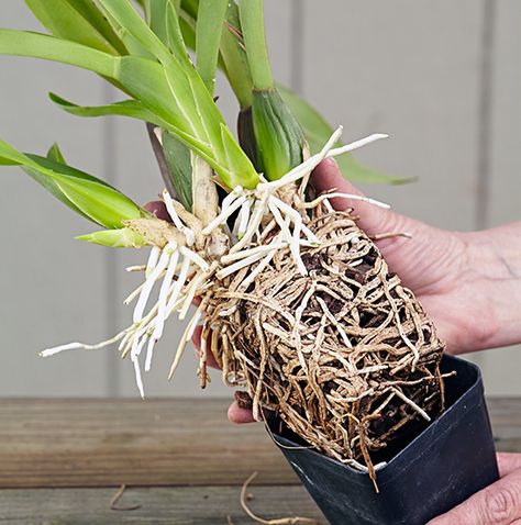 How to Repot an Orchid: Repotting orchids is an important way to keep plants healthy and blooming. Make sure you know these simple tips! Replanting An Orchid, Replant Orchids Plants, Reporting Orchids, How To Replant Orchids, Orchid Rescue, Orchid Repotting, Repotting Orchids, Indoor Orchids, Orchid Plant Care