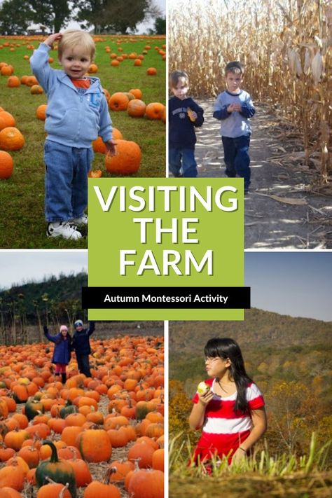 Visiting the farm as a Montessori going out activity Interactive Farm Activities, Farm Experience, Apples And Pumpkins, Picking Apples, Montessori Activity, Mini Cows, Seasonal Activities, Farm Activities, Farm Kids