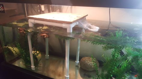 Basking DIY Ideas?? - General Turtle Discussions - Turtle Forum Turtle Tank Diy, Snapping Turtle Tank, Turtle Basking Area, Homemade Turtles, Diy Turtle, Turtle Basking Platform, Turtle Dock, Turtle Homes, Diy Pond