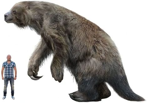 Short Faced Bear, Ground Sloth, Monster Characters, Ancient Animals, Extinct Animals, Animal Facts, Prehistoric Animals, Central America, Brown Bear