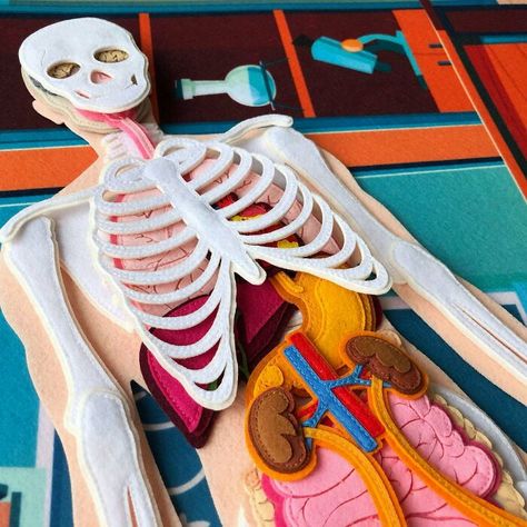 Anatomy Textbook, Realistic Skeleton, Biology Poster, Brain Models, Human Body Science, Anatomy Medical, Montessori Science, Skeleton Model, Anatomy Models