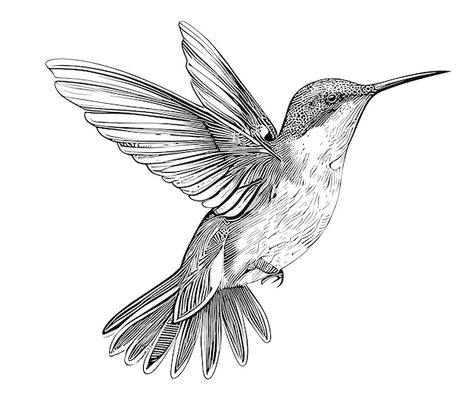 Hummingbird bird beautiful sketch hand d... | Premium Vector #Freepik #vector #humming-bird #colibri #bird-logo #phoenix Hummingbird Sketch, Hummingbird Habitat, Hummingbird Illustration, Hummingbird Drawing, Paradise Flowers, Ruby Throated Hummingbird, Small Insects, Beautiful Sketches, Hand Drawn Vector Illustrations