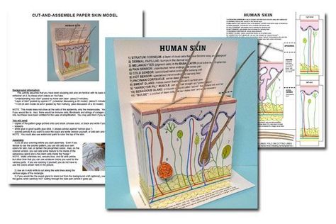 Skin Model Project Diy, Human Body Activities, Fourth Grade Science, Science Kids, School Biology, Integumentary System, Apple Unit, Human Ear, Skin Model