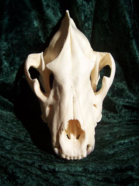 Hyena Skull, Random Animals, Spotted Hyena, Dead Animals, Skull Sketch, Vulture Culture, Animal Skulls, Hyena, Art Poses