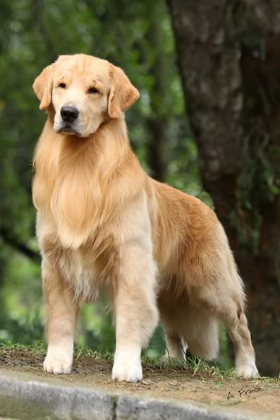 Golden Retriever Light Color, Golden Retriever Reference, Golden Retriever Fursona, Dragon Refrences, Dnd Cowboy, Big Golden Retriever, Golden Retriever Breed, Labrador Retriever Puppy, Animal Jungle