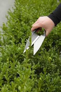 When to Prune a Boxwood Shrub Boxwood Shrub, Japanese Boxwood, Boxwood Landscaping, Box Wood Shrub, Boxwood Garden, Boxwood Plant, Garden Shrubs, Landscaping Plants, Outdoor Landscaping