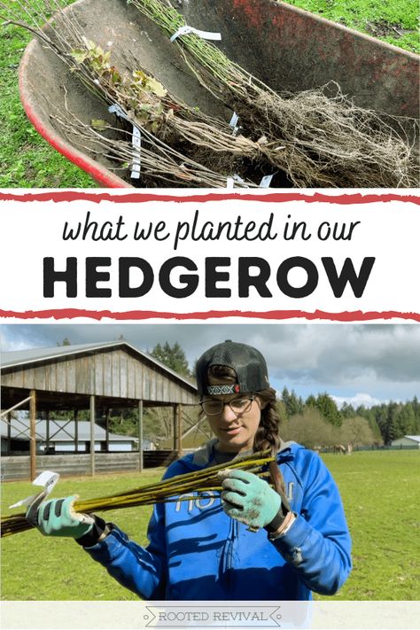 Hedgerows: How to Design & Plant a Hedgerow - Rooted Revival Hedgerow Ideas, Hedgerow Fence, Desert Farm, Horse Pasture, Bushes And Shrubs, Paddock Paradise, Wildlife Garden, Plant Zones, Farm Stuff